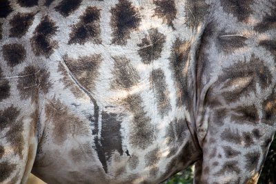 Giraffe scar