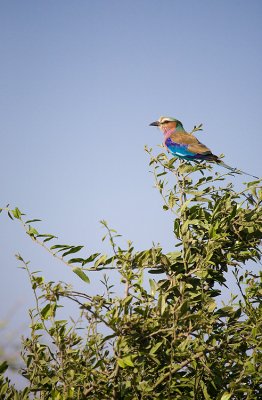 Lilac Breasted Roller