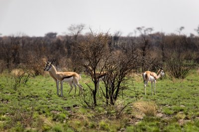 Springbok on the way to camp