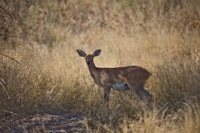 Pregnant Steenbok