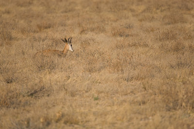 Lone springbok