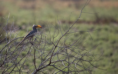 Southern Yellow-billed Hornbill (flying banana)