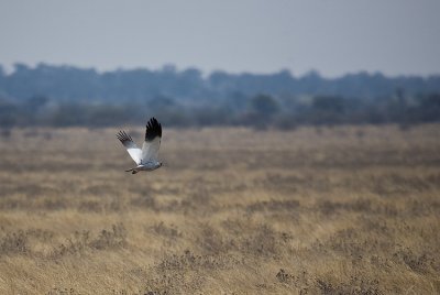 Southern Pale Chanting Goshawk in flight