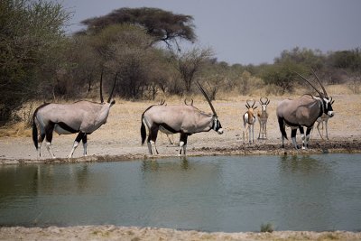 Oryx at water hole