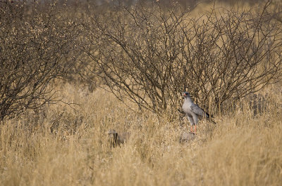 Southern Pale Chanting Goshawk and Honeybadger