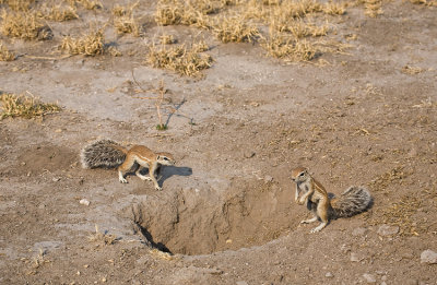 Ground Squirrels