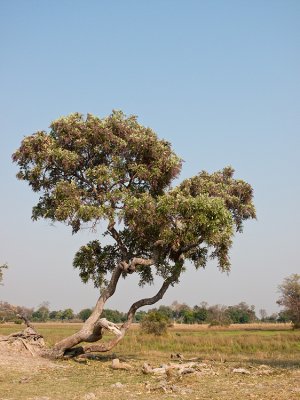 Tree in the Delta