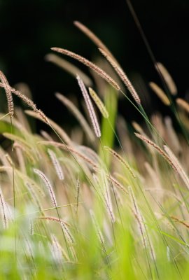 Grass Waving
