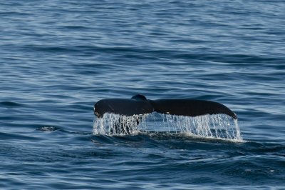 WhalesTale.jpg