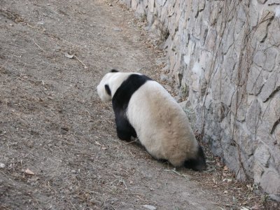 Panda in Garden