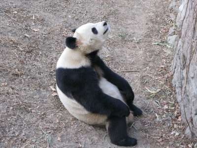 Sitting Panda