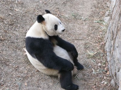 Sitting Panda