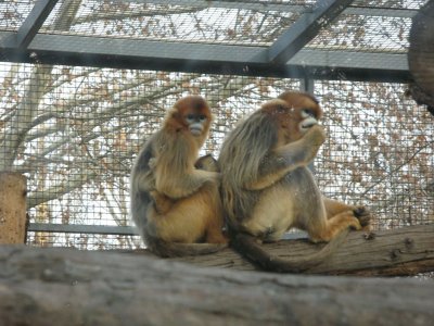 Golden Snub-nosed Monkey