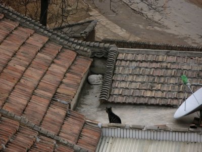 Cats playing on the Roof