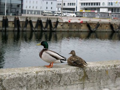 A wild Duck Couple