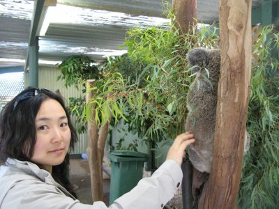 Koala