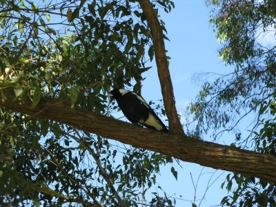 Magpie-lark