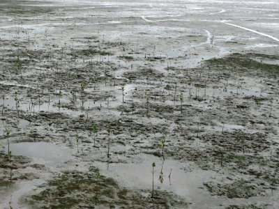 Wetland - Home of many Animals