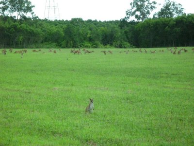 Wallabies
