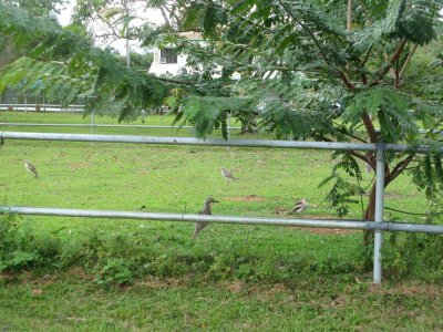 Birds