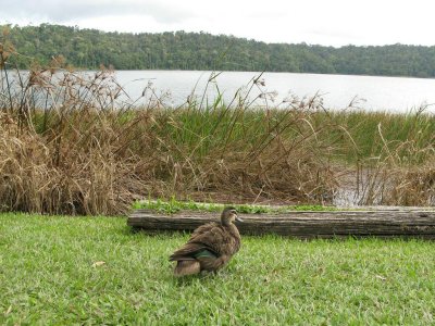Pacific black Duck