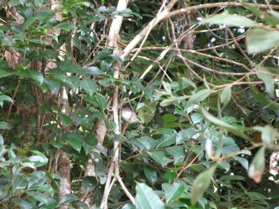 Grey-headed Robin?