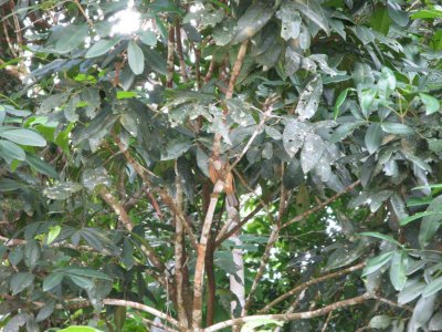 Little Shrike-thrush
