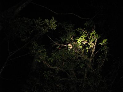 Coppery Brushtail Possum