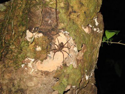 Spider
