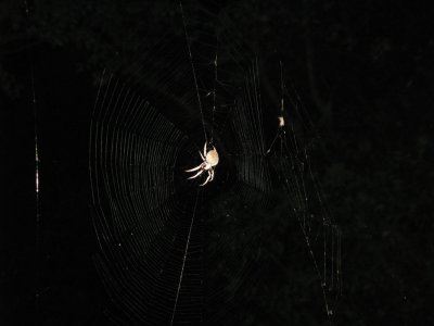 Spider