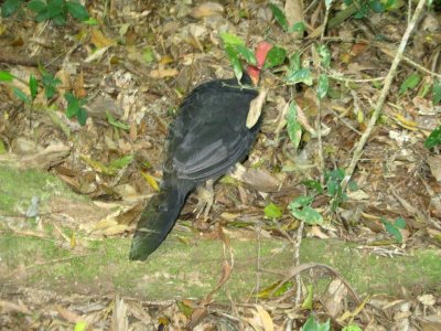 Australian Brush Turkey