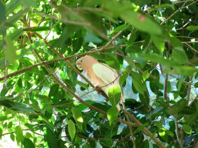 Cockatoo?