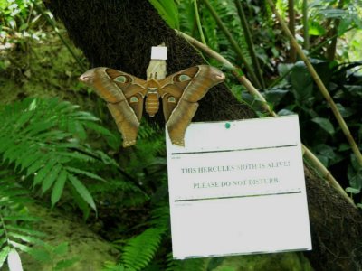 World's largest Moth