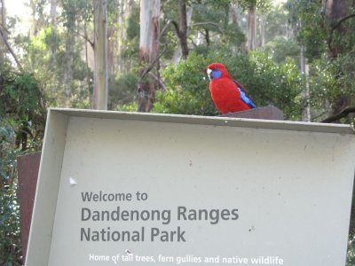 Crimson Rosella