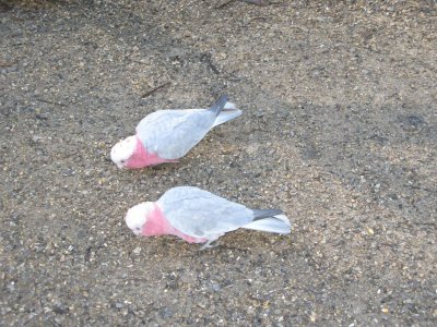 Galahs?