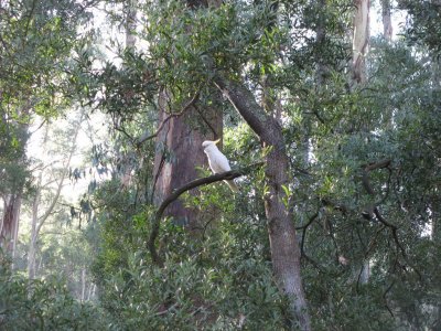 Sulphur-crested Cockatoo