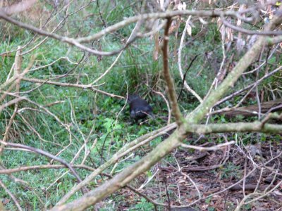 Lyrebird