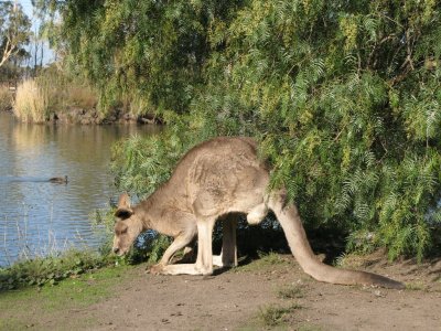 A huge Kangaroo