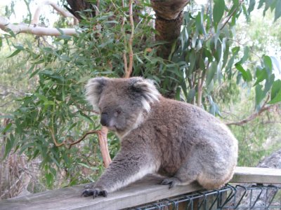 Lady Koala