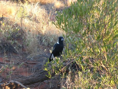 White-backed Magpie