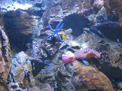 Great Barrier Reef Scene