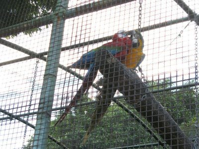Scarlet Macaw (Central America)