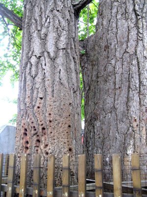 Where the Monks trained their Fingers