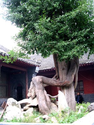 An old Tree