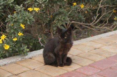 Kitten in Tangier