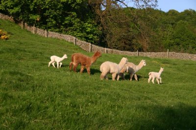 April - An usual sighting of alpaca in Derbyshire!