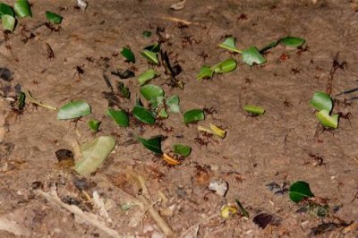 Leafcutter ants in the rainforest