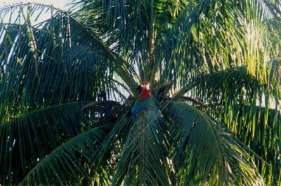 A maccaw in a tree, Rurrenabaque
