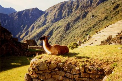 A llama at Machu Picchu