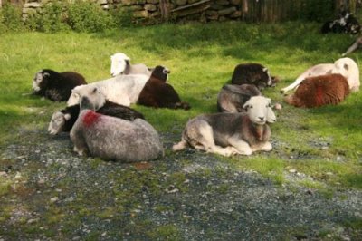 Sheep in Buttermere